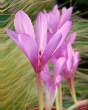 Colchicum giant.jpg